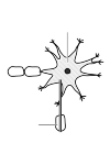 image of a zenuwcel to shoot and description